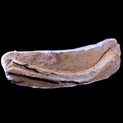 Elasmosarus Rib Bone
