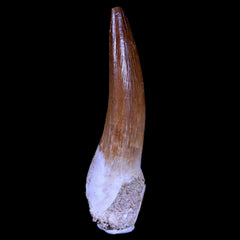 Elasmosaurus Fossil Tooth