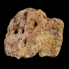 Ankylosaurus Fossil Skull Jaw Bone