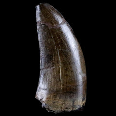 SERRATED FOSSIL TOOTH