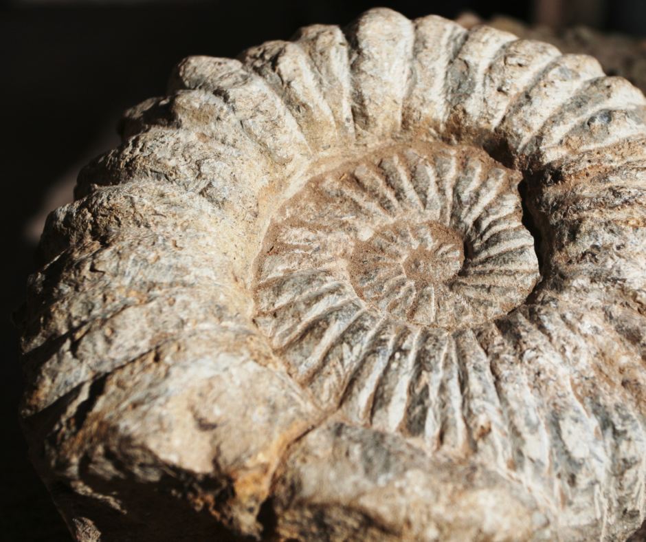 ammonitе fossil