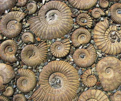 Ammonite Fossils