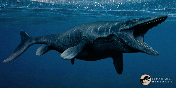 Mosasaur Prognathodon