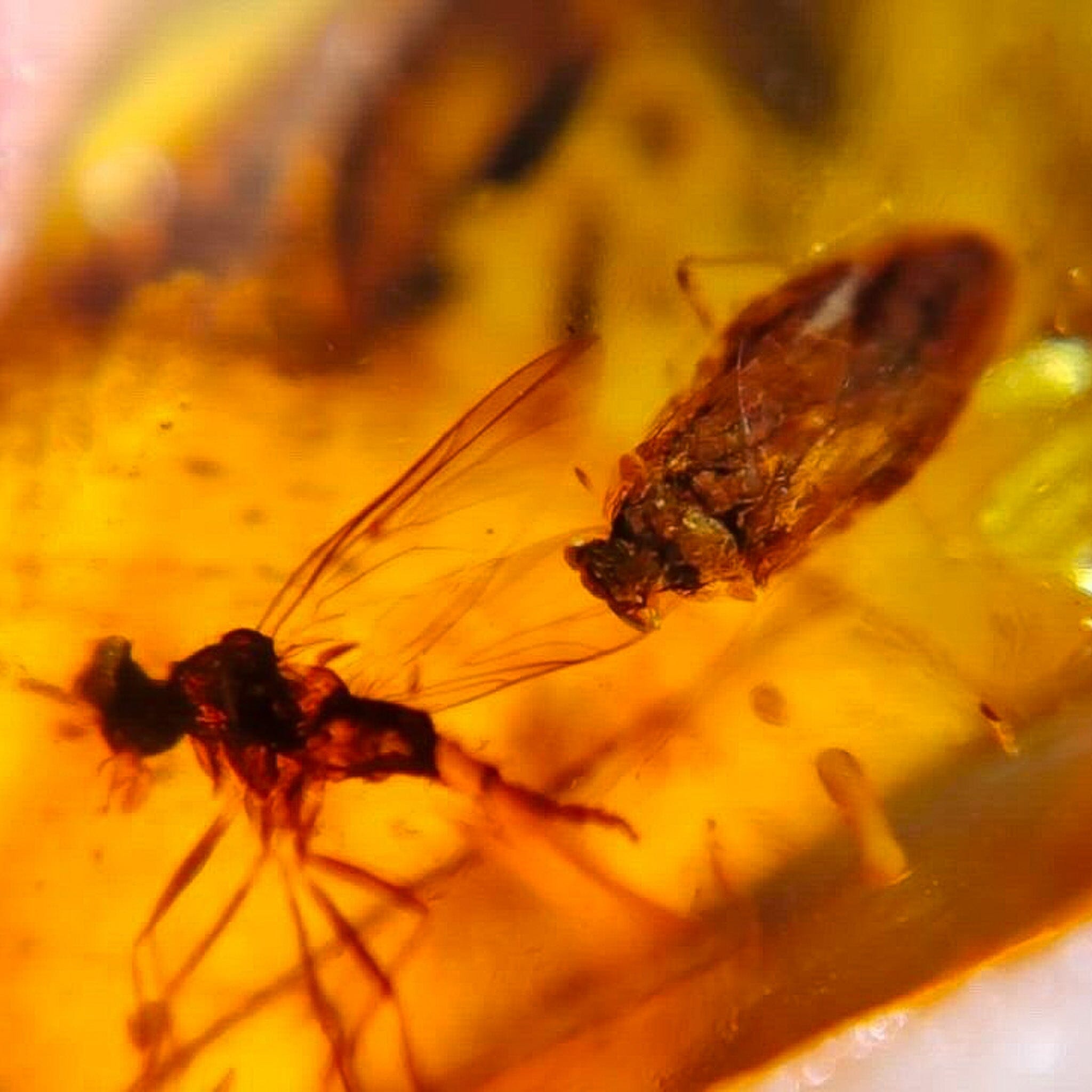 Burmese Insect Amber Unknown Flying Bugs Fossil Burmite Cretaceous Dinosaur Age