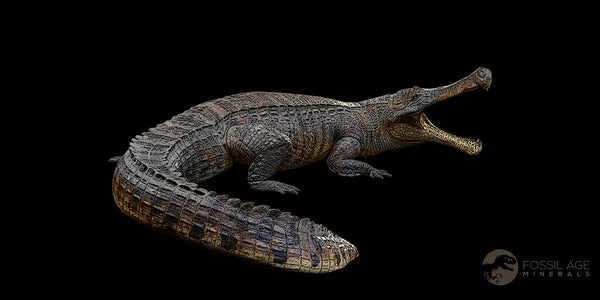 Sarcosuchus Imperator Crocodile