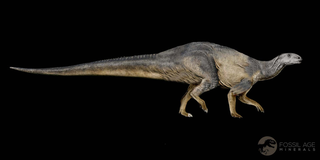 0.9" Tenontosaurus Fossil Bone Cloverly FM Cretaceous Dinosaur MT COA Stand