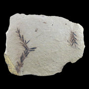 metasequoia fossils