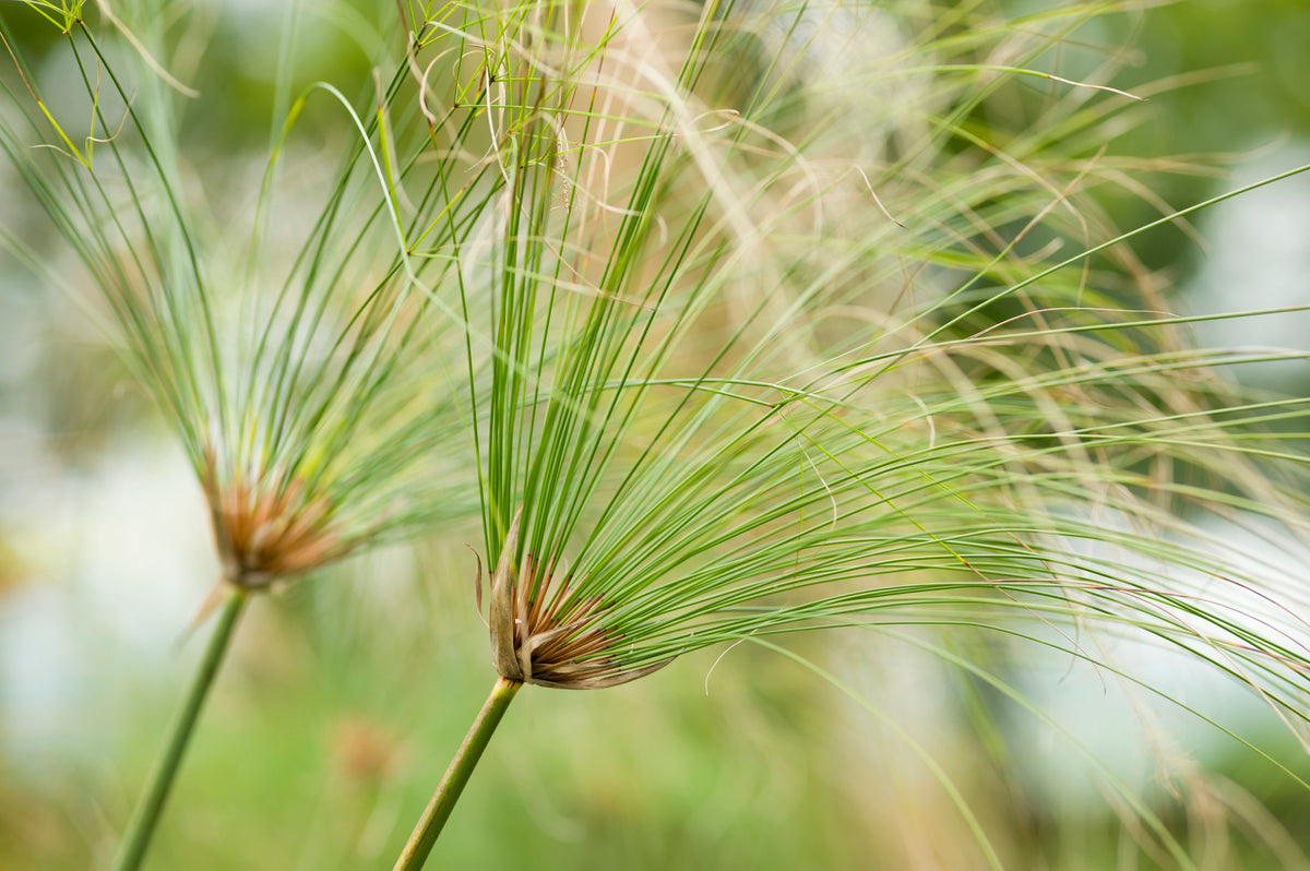 Planta de papiro