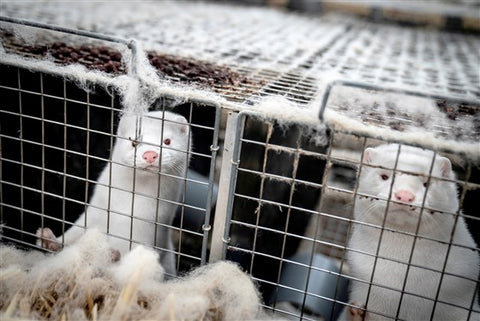 Minks in Fur Farm Cages