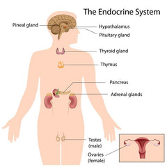 the endocrine system and acne