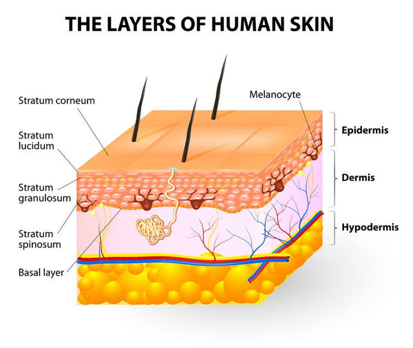 different skin layers