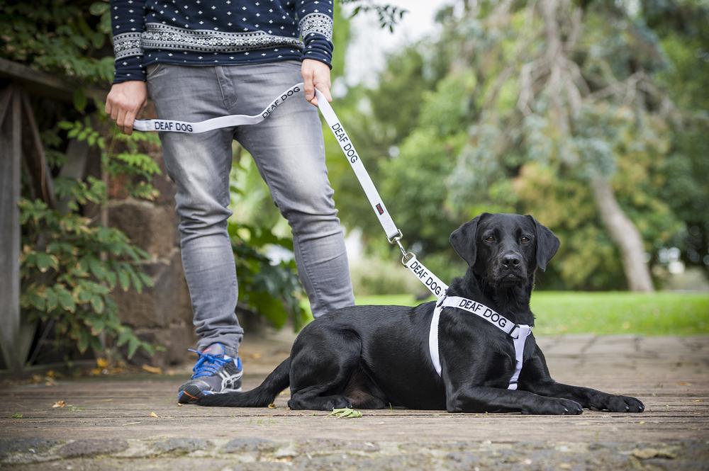 dog bandana nz