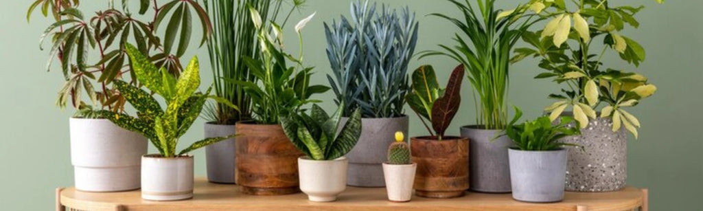 Best Low Maintenance Indoor Plants For Beginners! | 2023 List