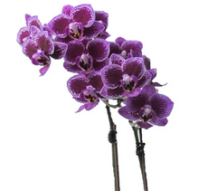 orchid