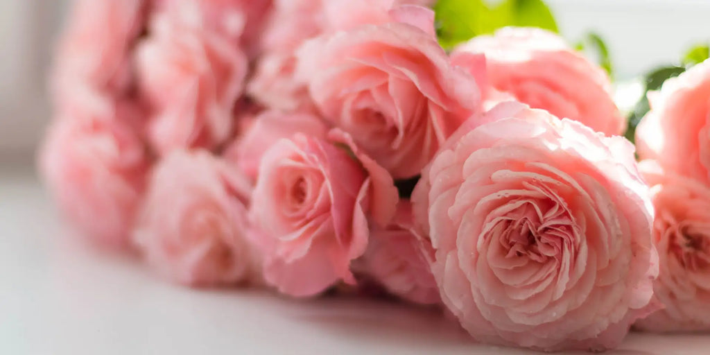 Meaning of Pink Roses