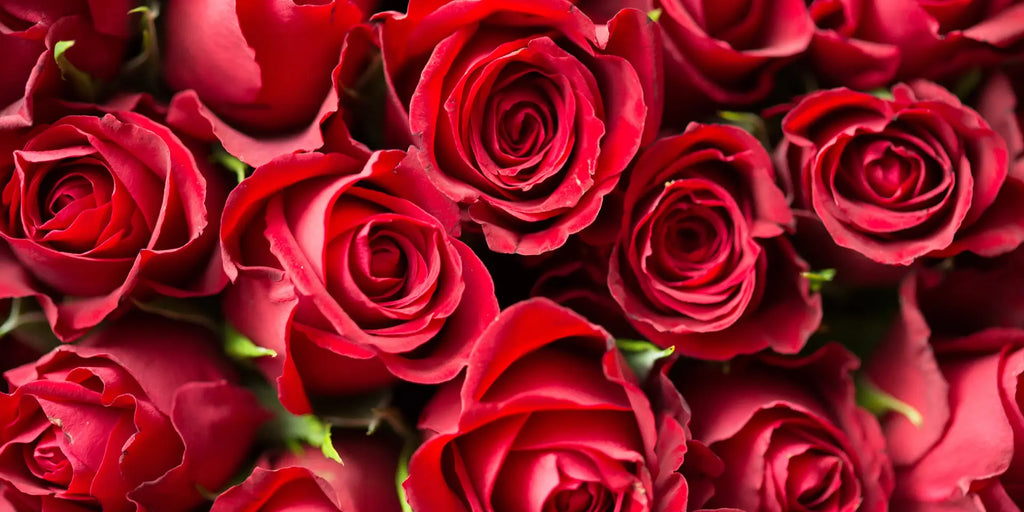 Meaning of Red Roses