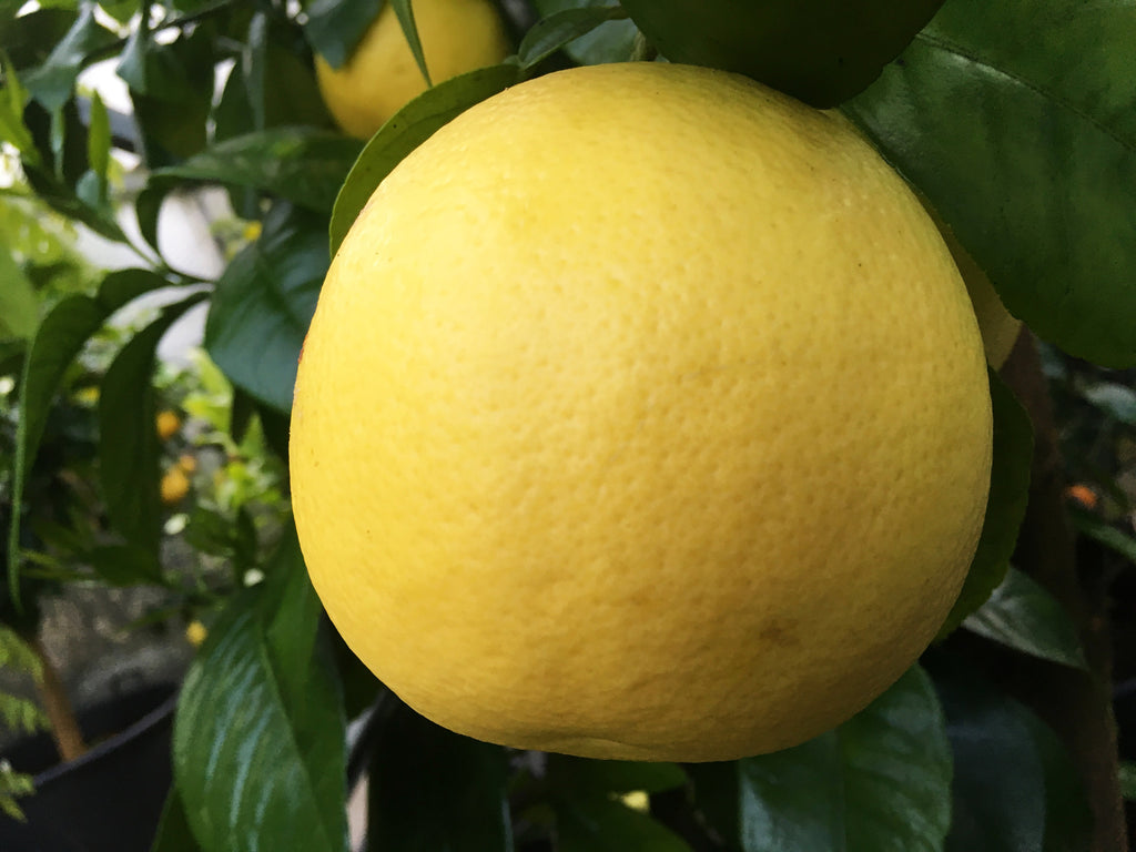 grapefruit tree california