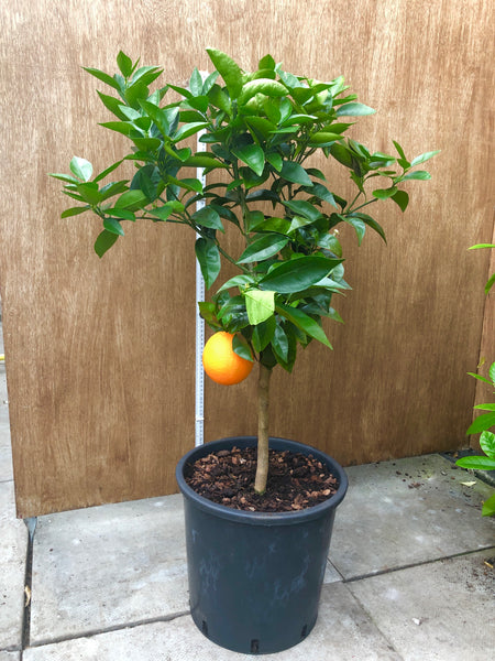 Navelate Navel Orange - The Citrus Centre