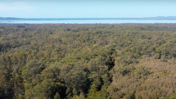 Greenfleet restores hundreds of hectares of native forests in Australia.