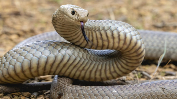 Australian snake season puts workplaces on alert.