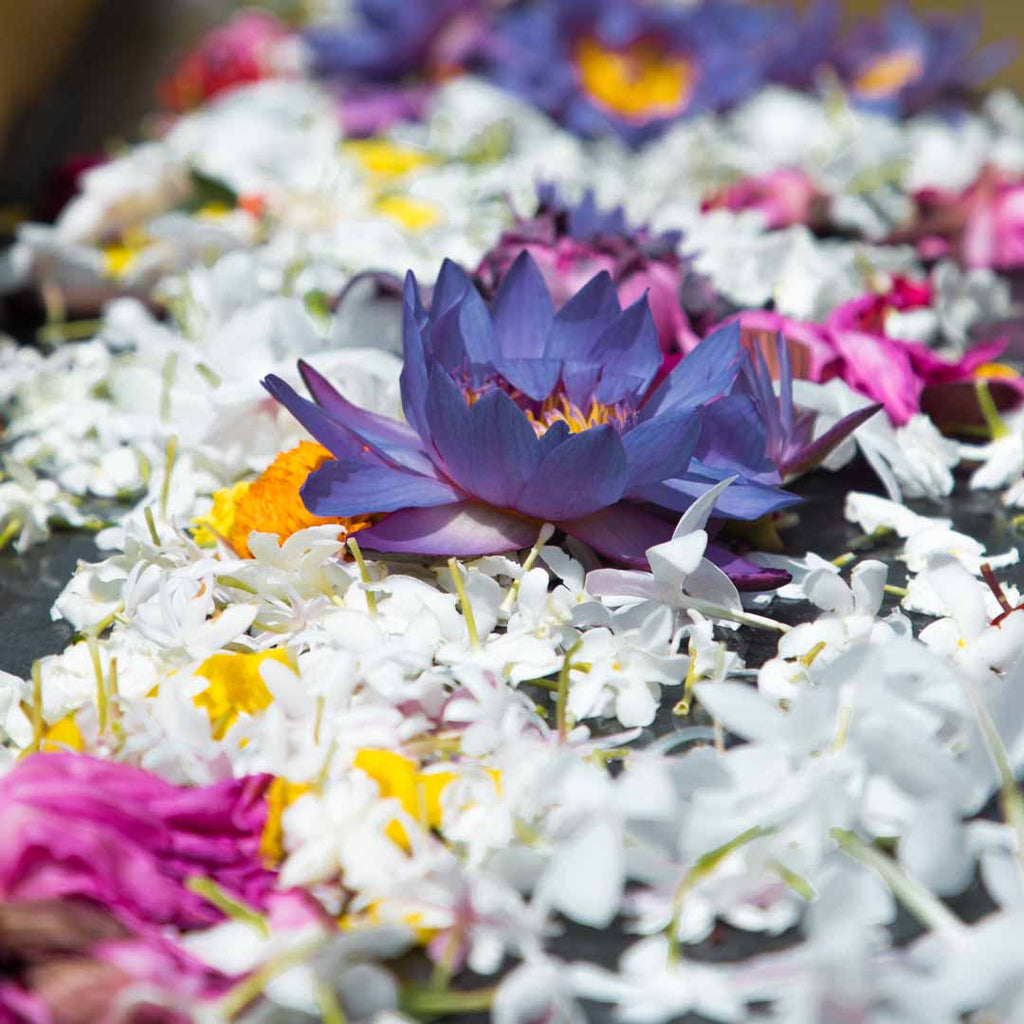 White flowers on the water with purple water lily in the center pool wedding decorations.