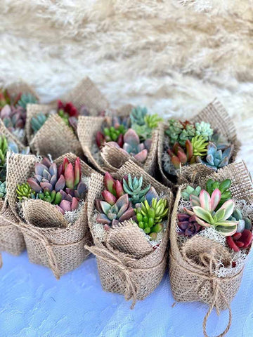 7 colorful potted mini succulent plant boho wedding favors are wrapped in burlap and twine