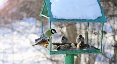 Bird feeders for winter birds