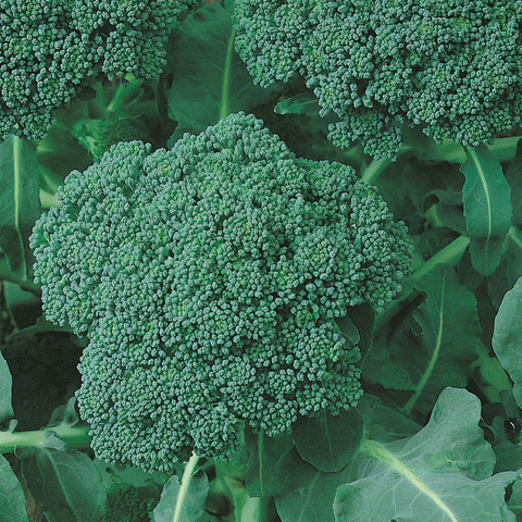 Broccoli SeedCell