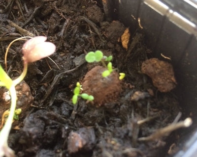 Growing Seedball - Gardening for Kids