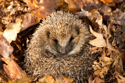 Hibernating hedgehog