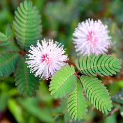 Mimosa Dancing Plant Seeds