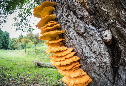 Fantastic fungi: Harnessing the magic of mycelium to create