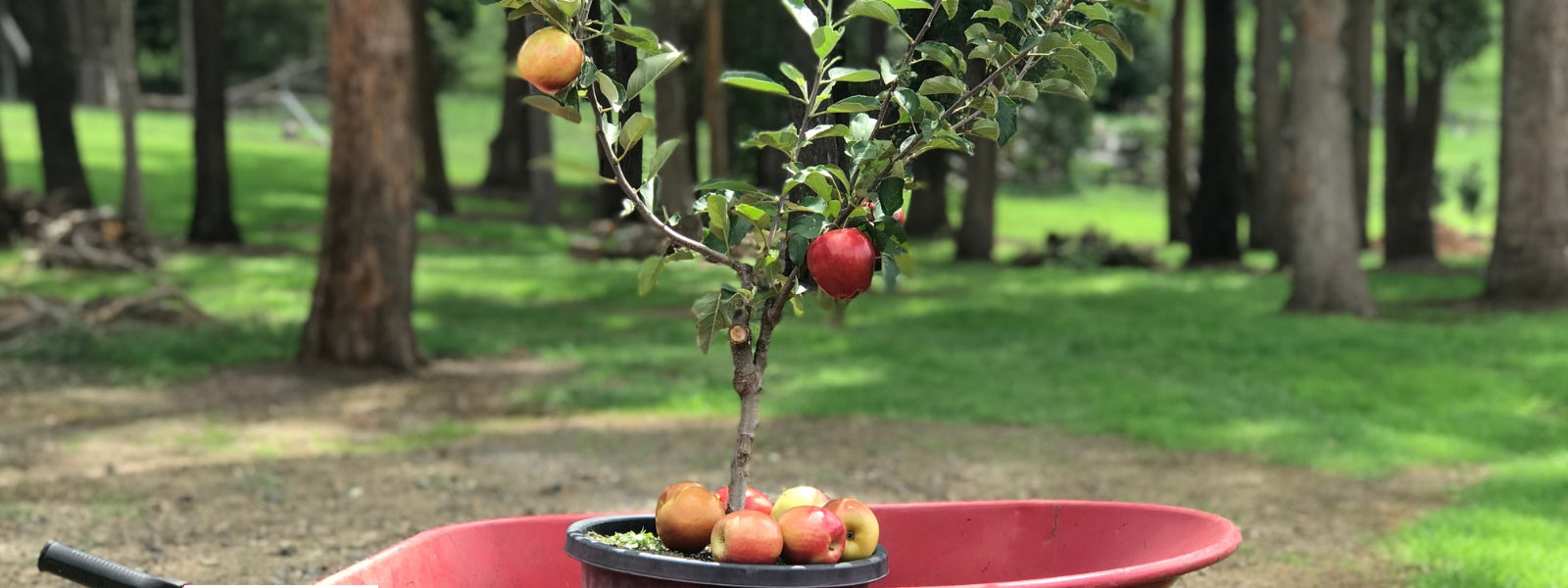 Fruit Salad Trees Growing Apple Trees In Australian Climates