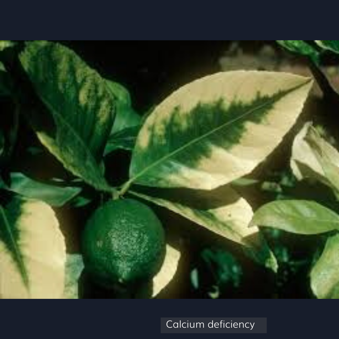 Calcium deficient leaf