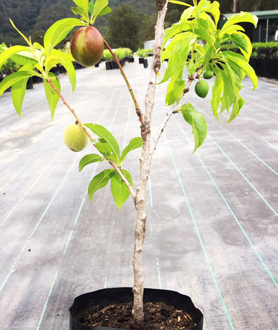 Stone Fruit Salad Trees