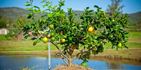 fruit salad tree in the ground in new south wales orange lemon lime pomelo grapefruit tree