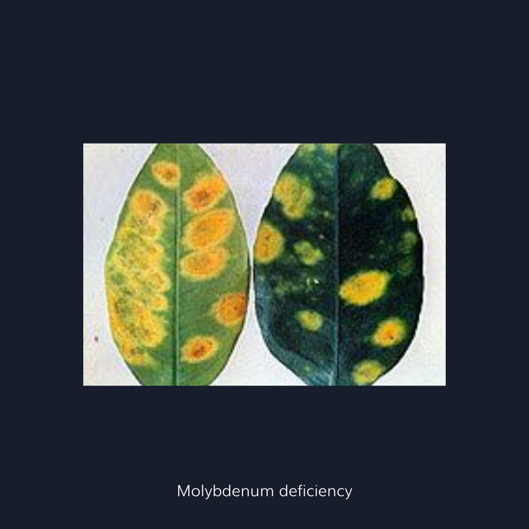 Molybdenum deficient leaf