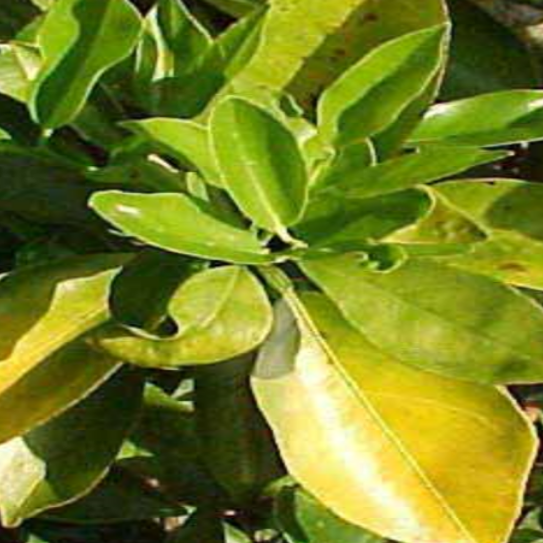 A nitrogen deficient leaf on a fruit tree