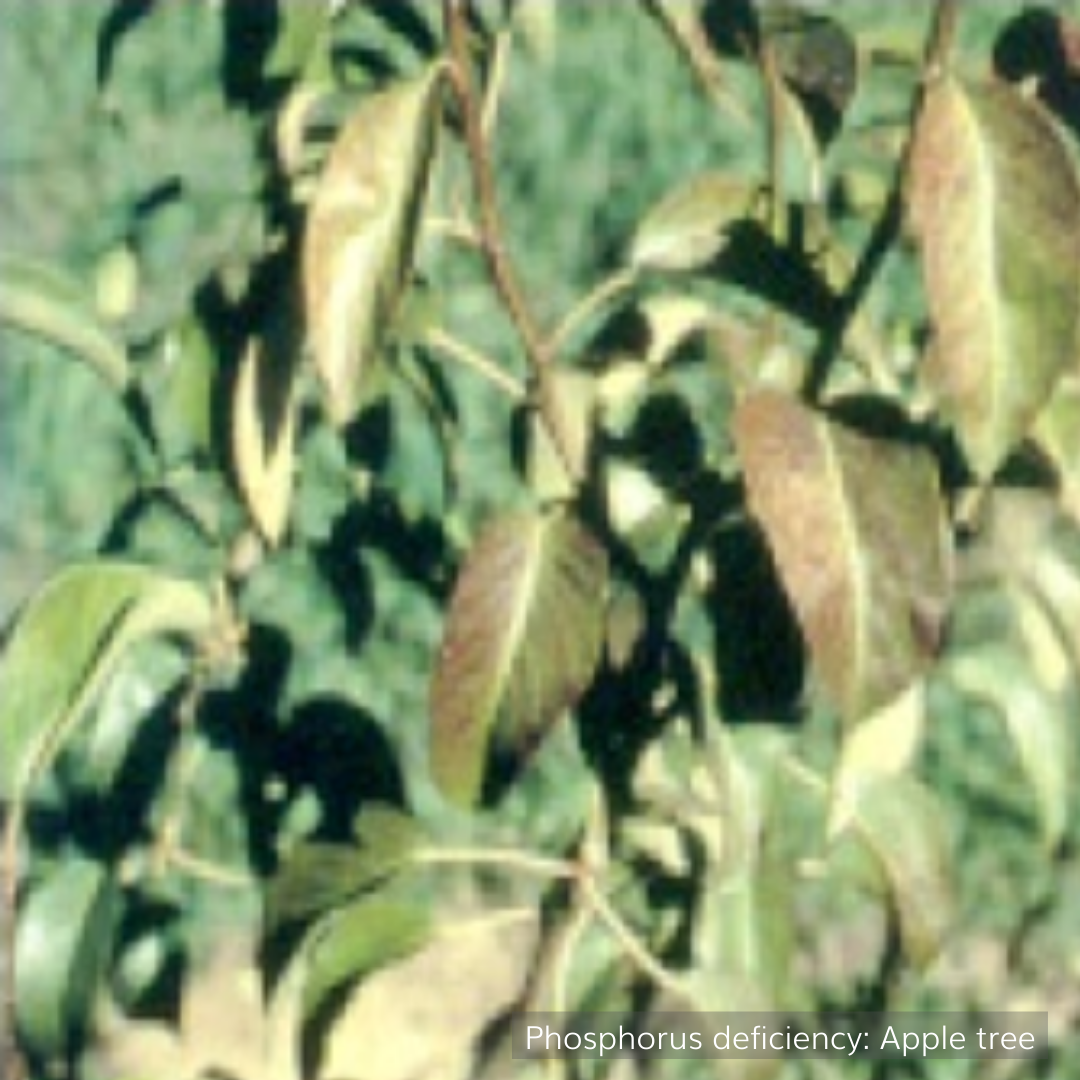 Phosphorus deficient apple tree