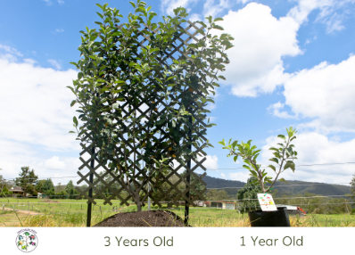 Apple trees at 2 years