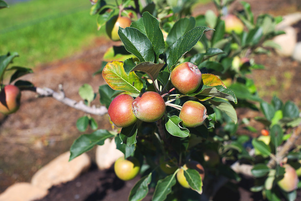 A Fruit Salad Tree with Apples