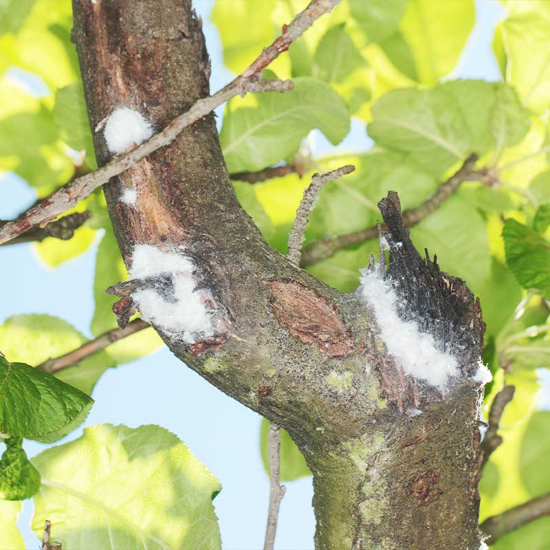 How To Deal With Woolly Aphid On Apple Trees