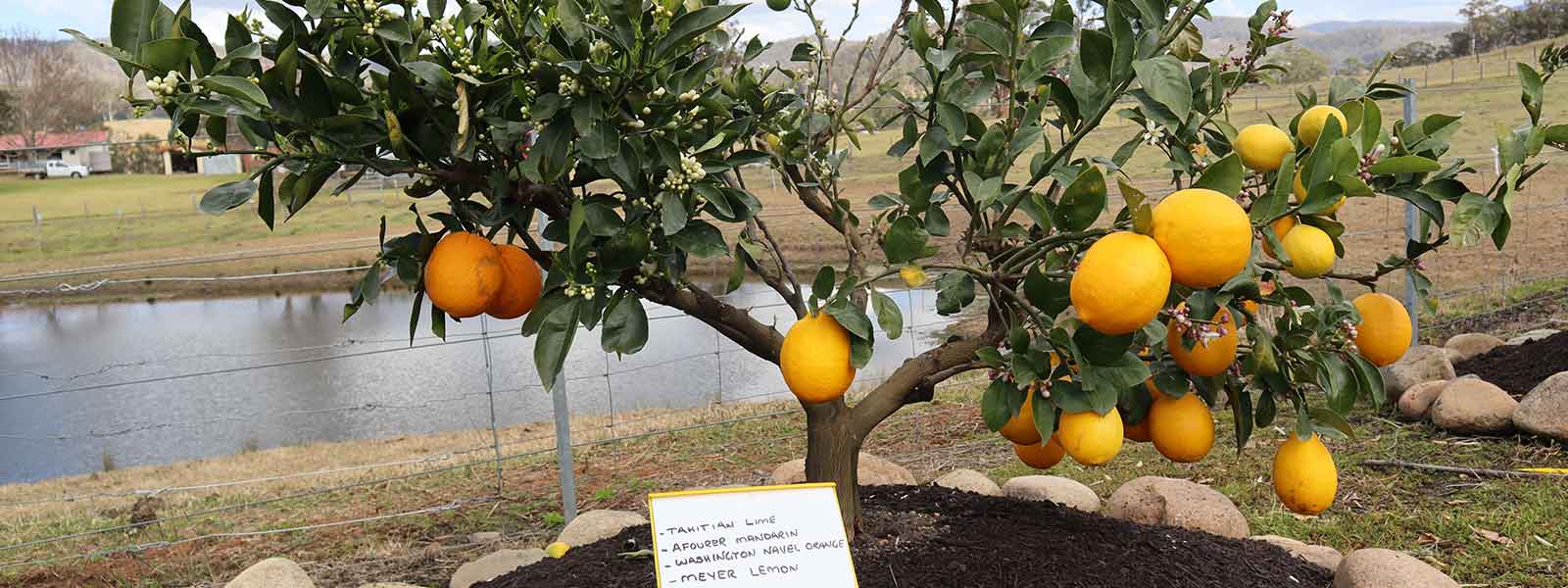 Fruit Salad Tree at 3 years old mature tree in ground