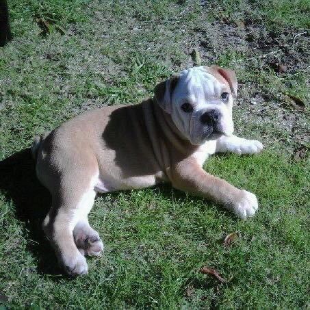 hank, frenchie, family dog