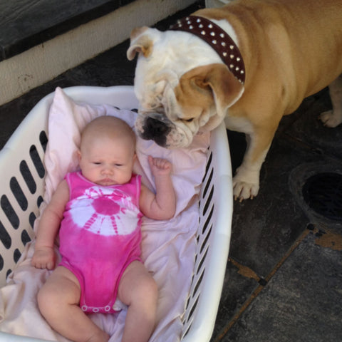 baby lace with hank, family dog, frenchie