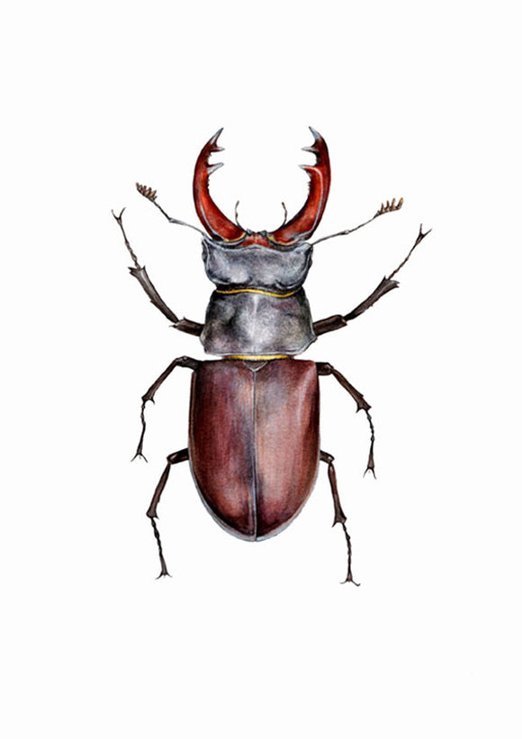Download Stag Beetle Hazel Adams Illustrations