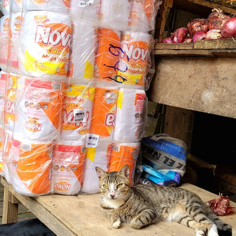 Cat and toilet paper at general store in Pebas, Peru