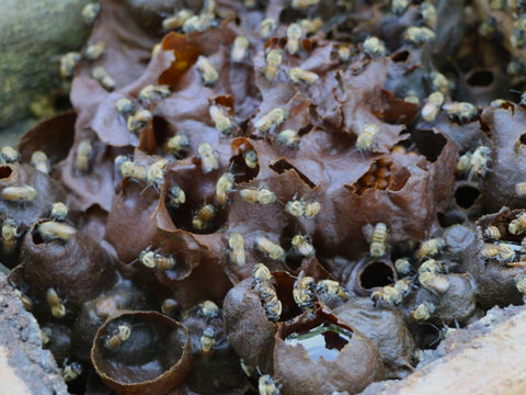 Stingless bee nest tended by Maijuna native beekeeper