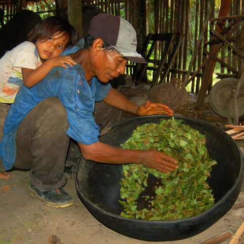 Curaca Manuel Mibeco toasting coca leaves for traditional use at Brillo Nuevo