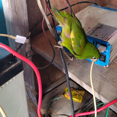 Small parrot chewing internet cable